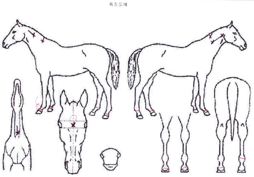 Ŭ��ġ������ ����,���,�޸�,�λ�,�ٸ��� Ư¡����