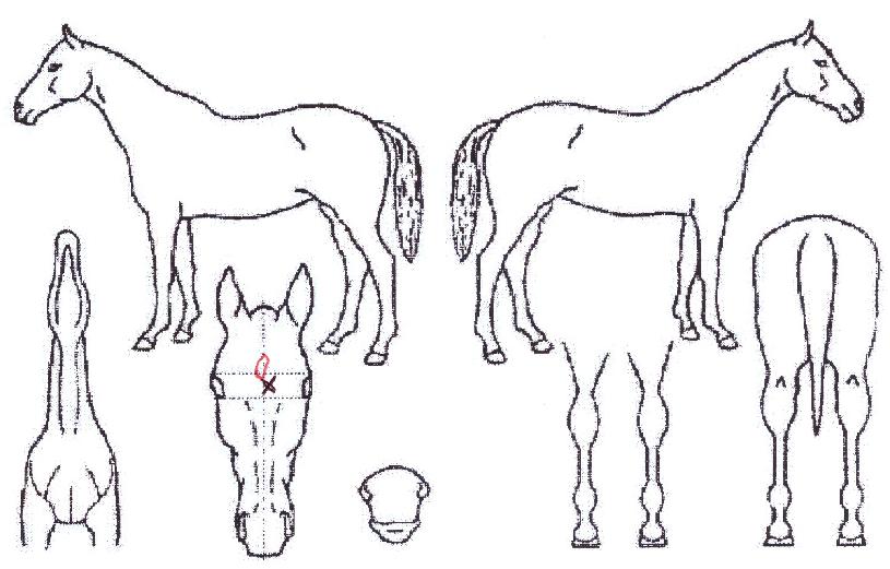 �ٶ������ ����,���,�޸�,�λ�,�ٸ��� Ư¡����