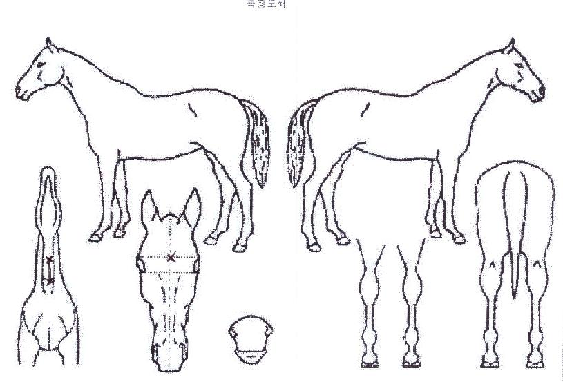 õ°üÀǹݼ®ÀÇ Ãø¸é,¿ì¸é,µÞ¸é,µÎ»ó,´Ù¸®ÀÇ Æ¯Â¡µµÇØ