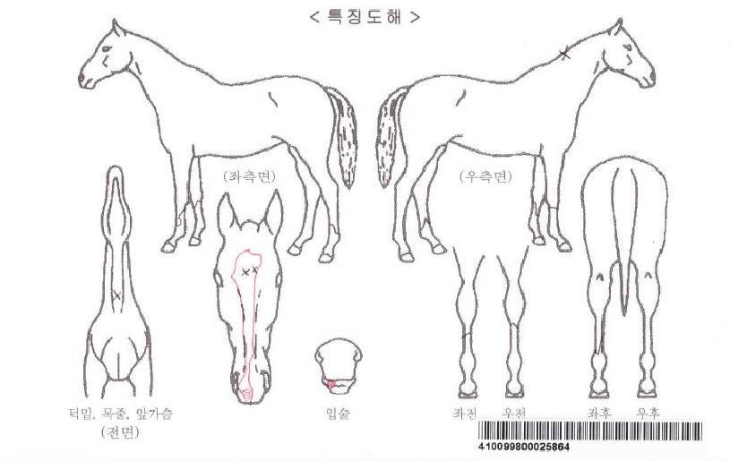 Ǫ¸¥¿¡³ÊÁöÀÚ¸¶ÀÇ Ãø¸é,¿ì¸é,µÞ¸é,µÎ»ó,´Ù¸®ÀÇ Æ¯Â¡µµÇØ