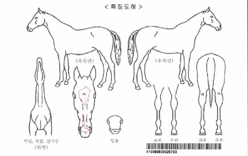 ÀådzÆÄ¶ûÀÚ¸¶ÀÇ Ãø¸é,¿ì¸é,µÞ¸é,µÎ»ó,´Ù¸®ÀÇ Æ¯Â¡µµÇØ