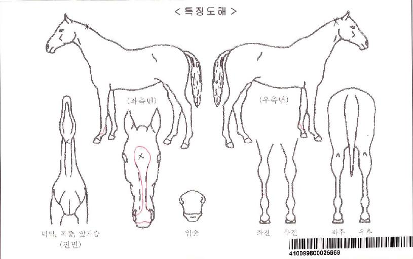 ÀºÇý¼ºêÀÚ¸¶ÀÇ Ãø¸é,¿ì¸é,µÞ¸é,µÎ»ó,´Ù¸®ÀÇ Æ¯Â¡µµÇØ