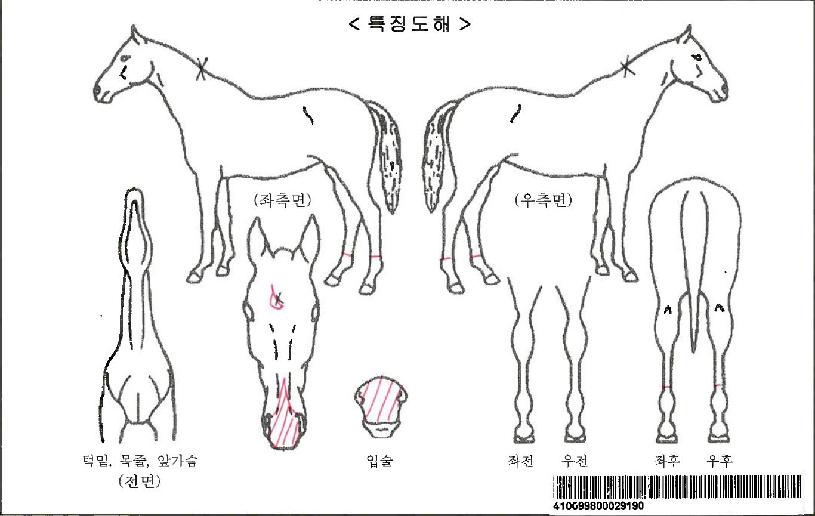 �ΰ����Ʈ�ڸ��� ����,���,�޸�,�λ�,�ٸ��� Ư¡����