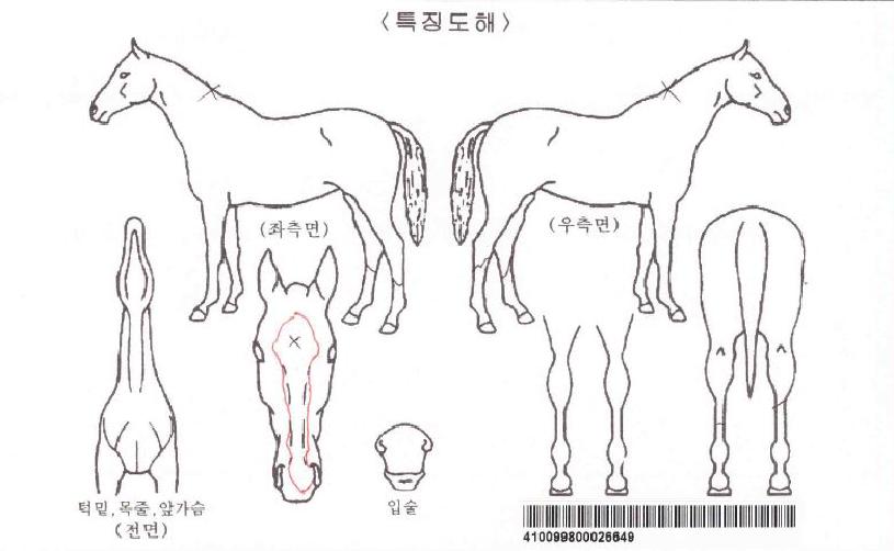 ÄÉÀÌ¿£¿ÃµåÄýÀÚ¸¶ÀÇ Ãø¸é,¿ì¸é,µÞ¸é,µÎ»ó,´Ù¸®ÀÇ Æ¯Â¡µµÇØ