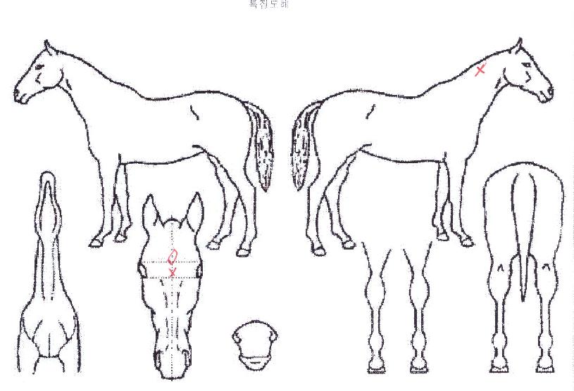 ���Ļ��� ����,���,�޸�,�λ�,�ٸ��� Ư¡����