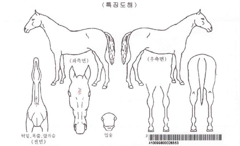 ´ÚÅ͵𷺼ÇÀÇ Ãø¸é,¿ì¸é,µÞ¸é,µÎ»ó,´Ù¸®ÀÇ Æ¯Â¡µµÇØ