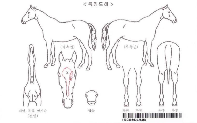 �ݰ�õ���ڸ��� ����,���,�޸�,�λ�,�ٸ��� Ư¡����