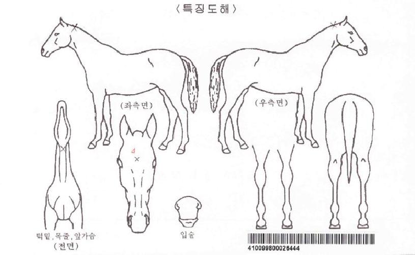 ���ټȿ������ڸ��� ����,���,�޸�,�λ�,�ٸ��� Ư¡����