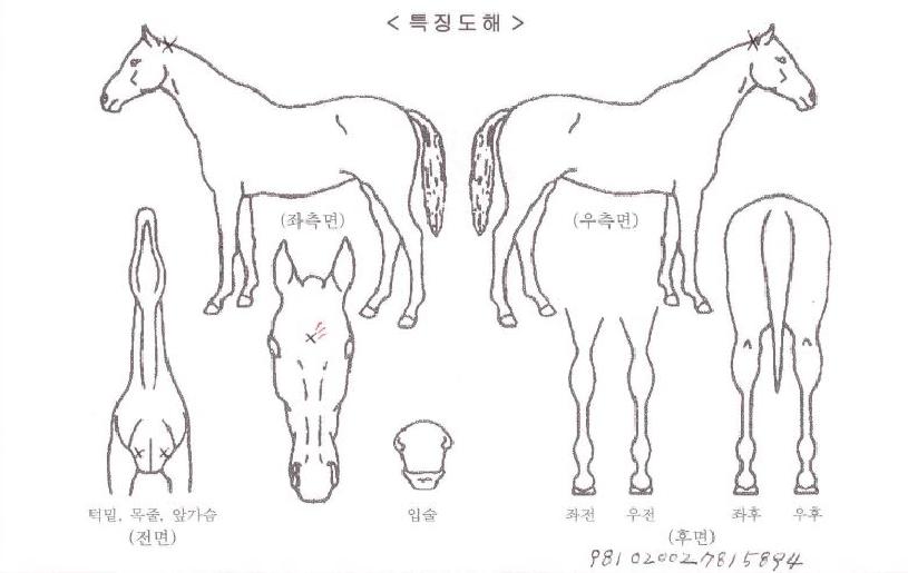 ¾Æ´©½¬ÀÇ Ãø¸é,¿ì¸é,µÞ¸é,µÎ»ó,´Ù¸®ÀÇ Æ¯Â¡µµÇØ