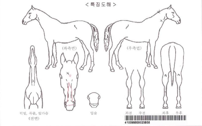 ȱâÀÚ¸¶ÀÇ Ãø¸é,¿ì¸é,µÞ¸é,µÎ»ó,´Ù¸®ÀÇ Æ¯Â¡µµÇØ