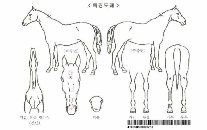 ��õ�ǿ��ڸ��� ����,���,�޸�,�λ�,�ٸ��� Ư¡����