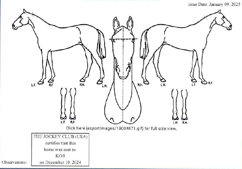 ¾Ü´õÆ®·¢ÀÇ Ãø¸é,¿ì¸é,µÞ¸é,µÎ»ó,´Ù¸®ÀÇ Æ¯Â¡µµÇØ