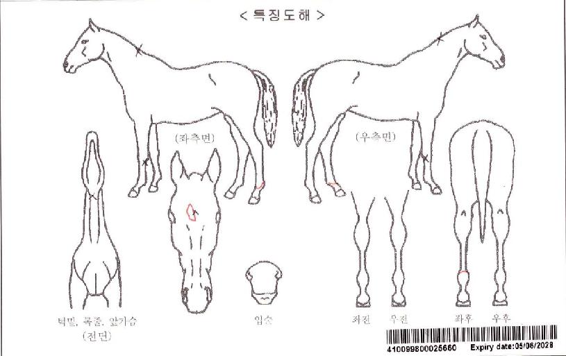 ���Ƿ��̵��ڸ��� ����,���,�޸�,�λ�,�ٸ��� Ư¡����