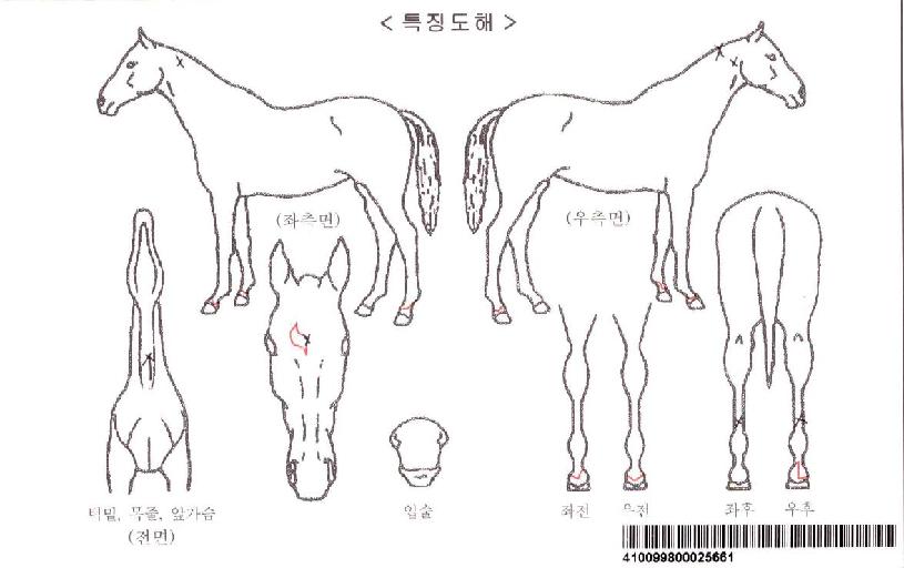 ÆÇŸ½ºÆ½º¸½ºÀÇ Ãø¸é,¿ì¸é,µÞ¸é,µÎ»ó,´Ù¸®ÀÇ Æ¯Â¡µµÇØ