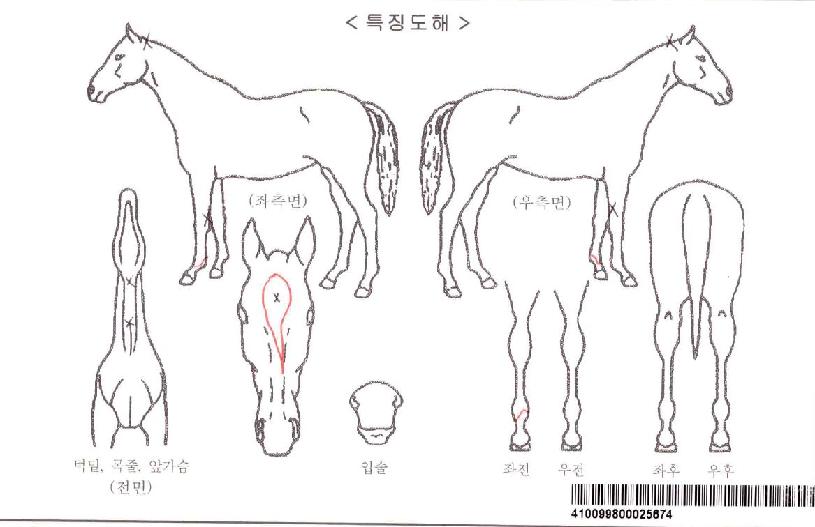 ½ºÅ×ÆÄ´Ï°«À̺ìÀÚ¸¶ÀÇ Ãø¸é,¿ì¸é,µÞ¸é,µÎ»ó,´Ù¸®ÀÇ Æ¯Â¡µµÇØ