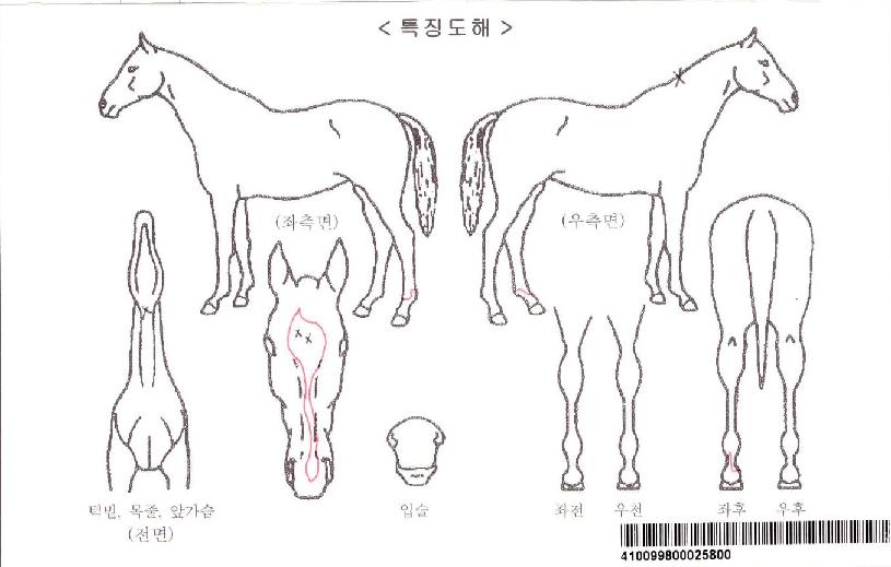 �ְ��ڸ��� ����,���,�޸�,�λ�,�ٸ��� Ư¡����