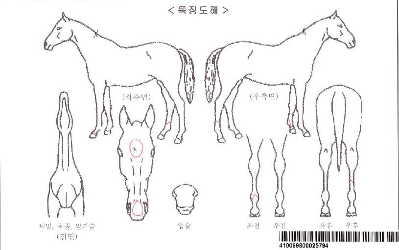 ÆÛ¼ºñ¾î¸µÀÚ¸¶ÀÇ Ãø¸é,¿ì¸é,µÞ¸é,µÎ»ó,´Ù¸®ÀÇ Æ¯Â¡µµÇØ