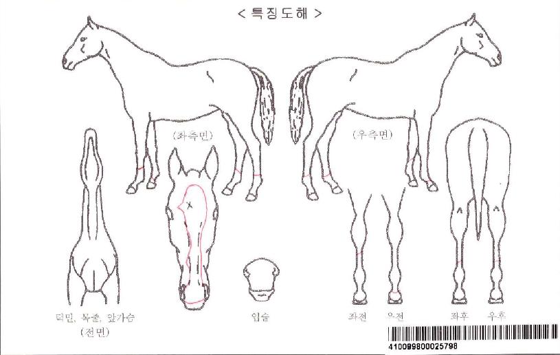 ÇѳªÁîȦ¸®µ¥ÀÌÀÚ¸¶ÀÇ Ãø¸é,¿ì¸é,µÞ¸é,µÎ»ó,´Ù¸®ÀÇ Æ¯Â¡µµÇØ