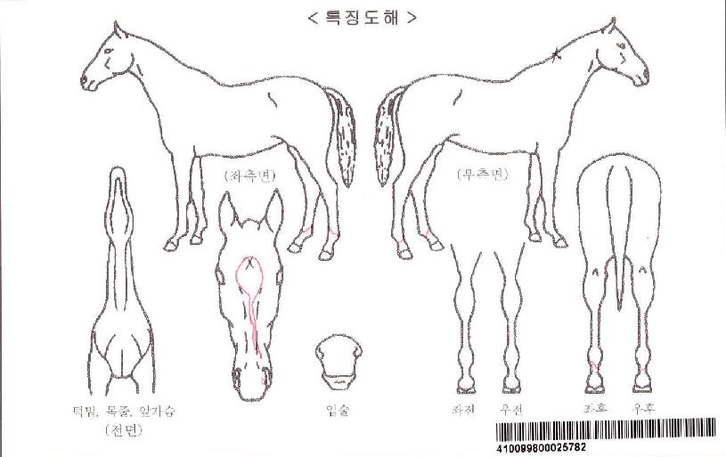 ·ç»çÀÚ¸¶ÀÇ Ãø¸é,¿ì¸é,µÞ¸é,µÎ»ó,´Ù¸®ÀÇ Æ¯Â¡µµÇØ