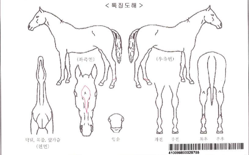 ���ʽ��ڸ��� ����,���,�޸�,�λ�,�ٸ��� Ư¡����