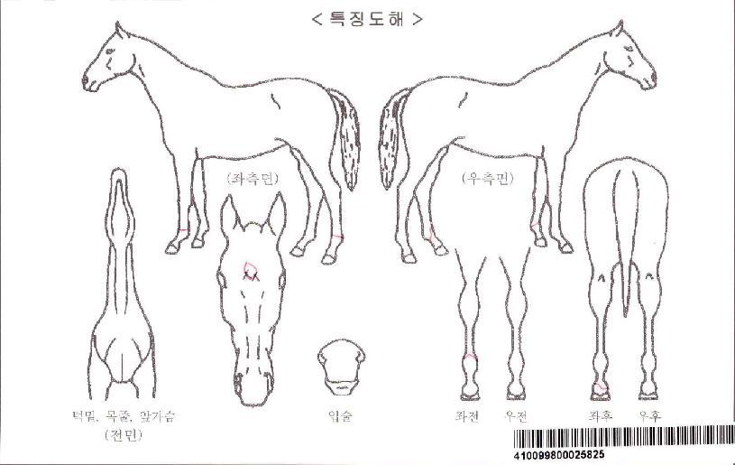 ��Ų�ٿ�Ʈ�ڸ��� ����,���,�޸�,�λ�,�ٸ��� Ư¡����