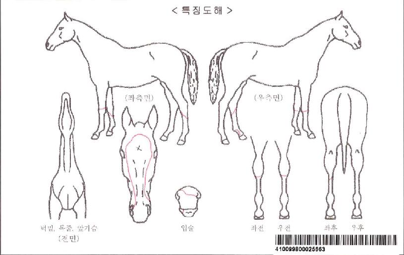 ½Å¾Øµå½º¸ðÅ©ÀÚ¸¶ÀÇ Ãø¸é,¿ì¸é,µÞ¸é,µÎ»ó,´Ù¸®ÀÇ Æ¯Â¡µµÇØ