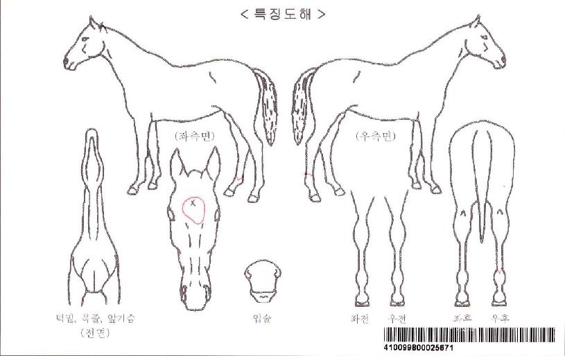 ¿ø´õÇ®¶óÀ̾ðÀÚ¸¶ÀÇ Ãø¸é,¿ì¸é,µÞ¸é,µÎ»ó,´Ù¸®ÀÇ Æ¯Â¡µµÇØ