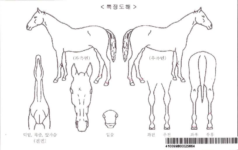 ¿ø´õÇ®ÇÏ¿ÍÀÌÀÚ¸¶ÀÇ Ãø¸é,¿ì¸é,µÞ¸é,µÎ»ó,´Ù¸®ÀÇ Æ¯Â¡µµÇØ