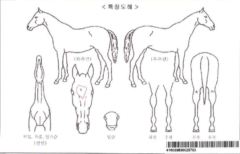 ¿¹½ºÆ®¶óÀÌÅ©ÀÚ¸¶ÀÇ Ãø¸é,¿ì¸é,µÞ¸é,µÎ»ó,´Ù¸®ÀÇ Æ¯Â¡µµÇØ