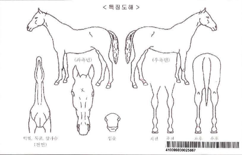 ÃÖ°ºí·¢ÀÚ¸¶ÀÇ Ãø¸é,¿ì¸é,µÞ¸é,µÎ»ó,´Ù¸®ÀÇ Æ¯Â¡µµÇØ