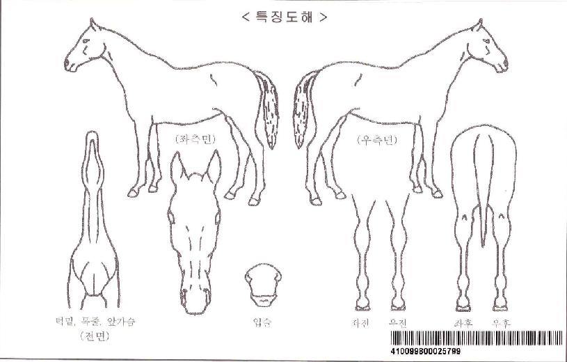 ¾Æ¶ó¹Ì¸£ÀÚ¸¶ÀÇ Ãø¸é,¿ì¸é,µÞ¸é,µÎ»ó,´Ù¸®ÀÇ Æ¯Â¡µµÇØ