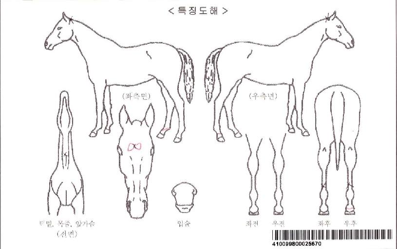 ��Ŀ����������Ʈ�ڸ��� ����,���,�޸�,�λ�,�ٸ��� Ư¡����