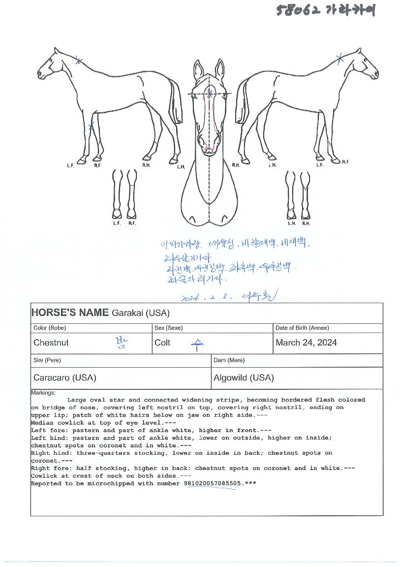 °¡¶óÄ«ÀÌÀÇ Ãø¸é,¿ì¸é,µÞ¸é,µÎ»ó,´Ù¸®ÀÇ Æ¯Â¡µµÇØ