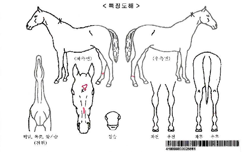 ¾Æµ¨¼®¼¼½ºÀÚ¸¶ÀÇ Ãø¸é,¿ì¸é,µÞ¸é,µÎ»ó,´Ù¸®ÀÇ Æ¯Â¡µµÇØ