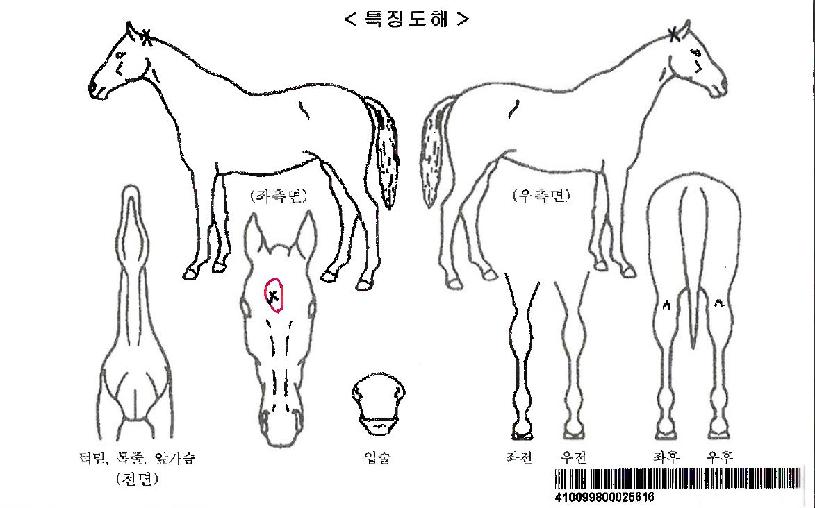 ó��Ƴ��ڸ��� ����,���,�޸�,�λ�,�ٸ��� Ư¡����