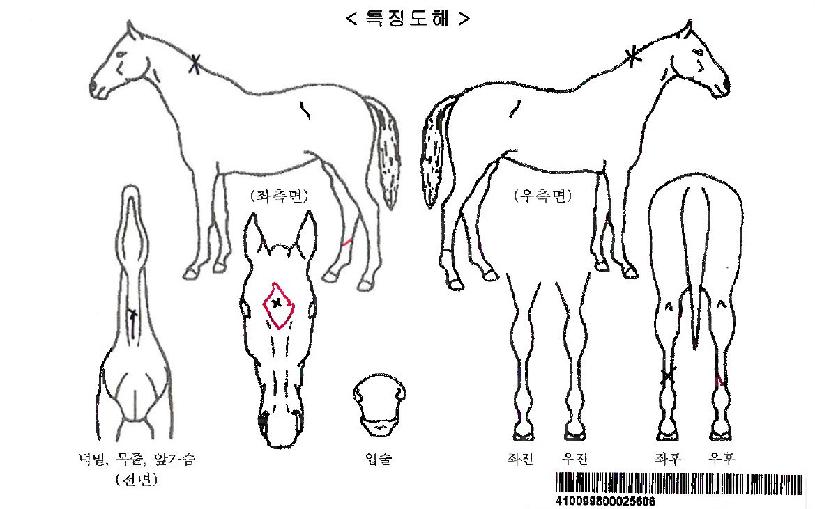 °ÉÁî¶óÀÌÅ©ÀÚ¸¶ÀÇ Ãø¸é,¿ì¸é,µÞ¸é,µÎ»ó,´Ù¸®ÀÇ Æ¯Â¡µµÇØ