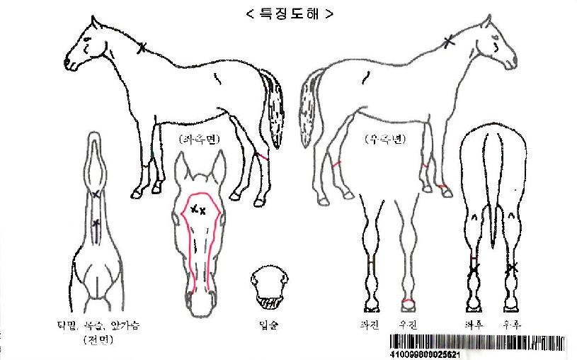 ����Ʈ�ؼ�ƼŰ���ڸ��� ����,���,�޸�,�λ�,�ٸ��� Ư¡����