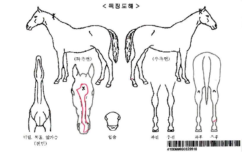 µð¾î¿øÀÚ¸¶ÀÇ Ãø¸é,¿ì¸é,µÞ¸é,µÎ»ó,´Ù¸®ÀÇ Æ¯Â¡µµÇØ