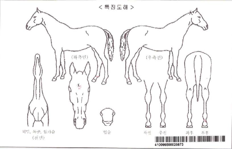 ÆäÀÌ¿§ÄýÀÚ¸¶ÀÇ Ãø¸é,¿ì¸é,µÞ¸é,µÎ»ó,´Ù¸®ÀÇ Æ¯Â¡µµÇØ