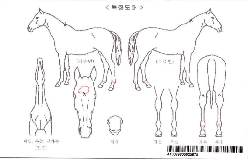 ���̾�Ʈ�Ƶ��ڸ��� ����,���,�޸�,�λ�,�ٸ��� Ư¡����