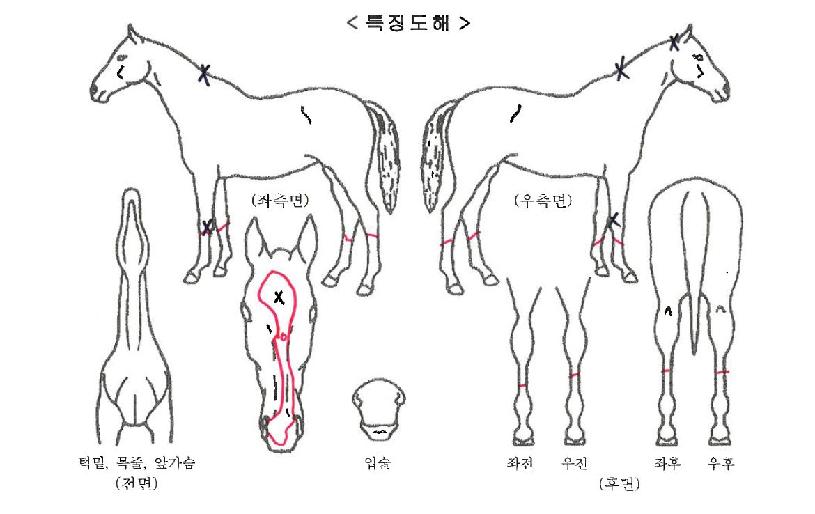 ��Ǫ��û���ڸ��� ����,���,�޸�,�λ�,�ٸ��� Ư¡����