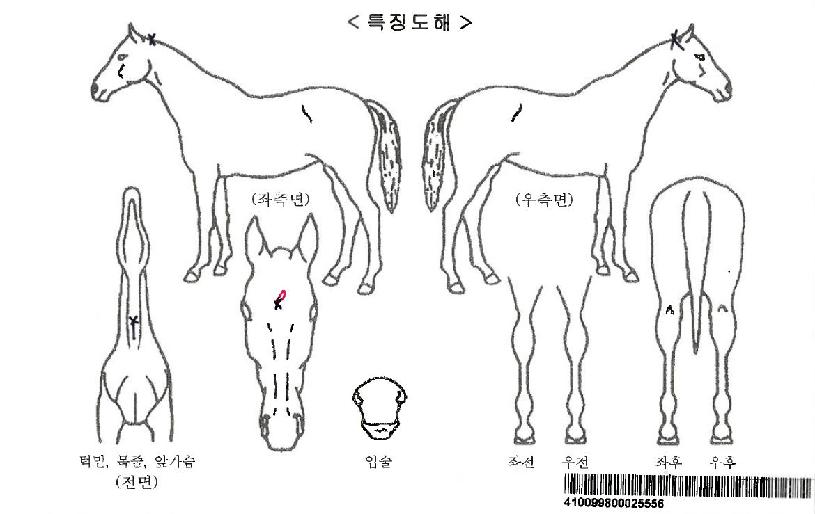 ����轺�ڸ��� ����,���,�޸�,�λ�,�ٸ��� Ư¡����