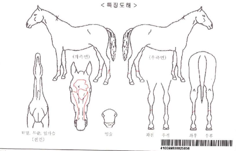 �־���Ƽ�ڸ��� ����,���,�޸�,�λ�,�ٸ��� Ư¡����