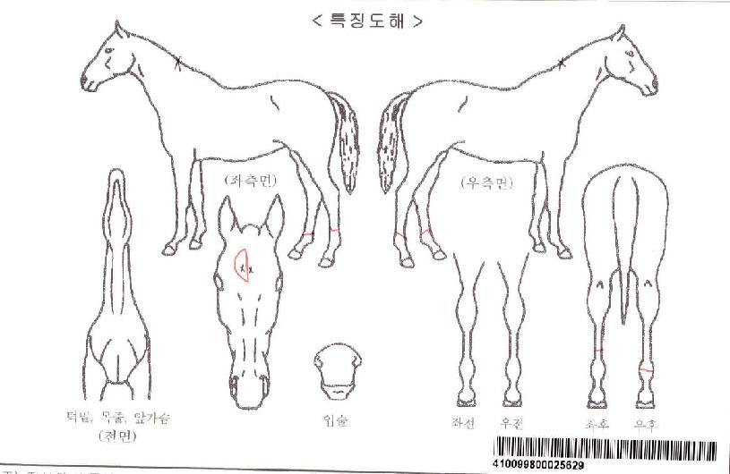 ���︶���ڸ��� ����,���,�޸�,�λ�,�ٸ��� Ư¡����