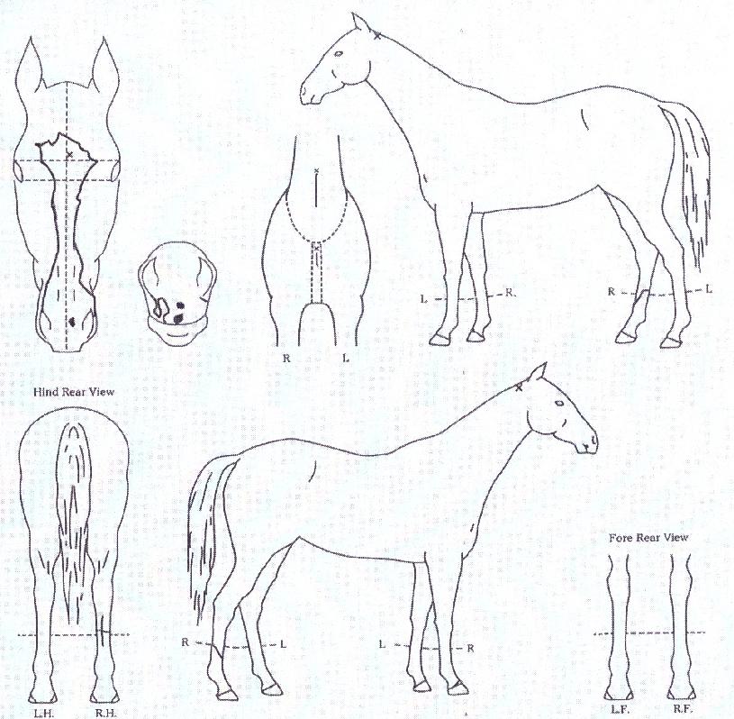 ÆÄÀ̳οö¸®¾îÀÇ Ãø¸é,¿ì¸é,µÞ¸é,µÎ»ó,´Ù¸®ÀÇ Æ¯Â¡µµÇØ