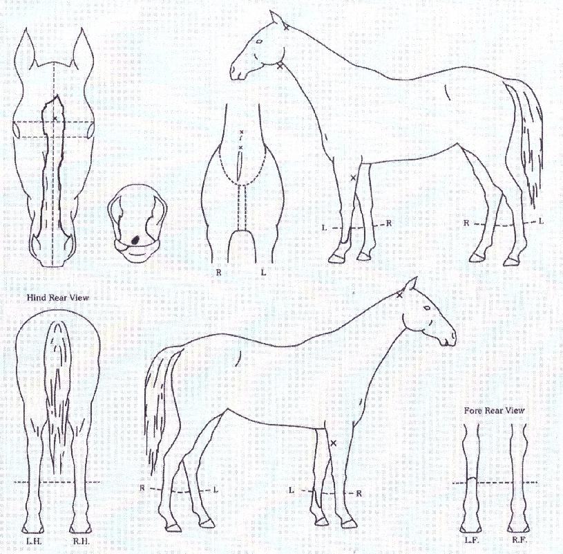 ����Ʈ������ ����,���,�޸�,�λ�,�ٸ��� Ư¡����