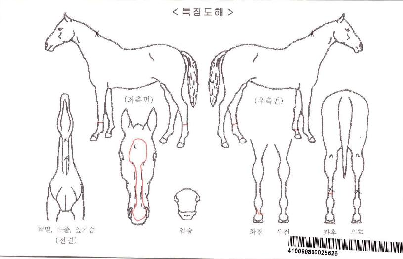 °æÁÖÀǵη¹¹ÚÀÚ¸¶ÀÇ Ãø¸é,¿ì¸é,µÞ¸é,µÎ»ó,´Ù¸®ÀÇ Æ¯Â¡µµÇØ