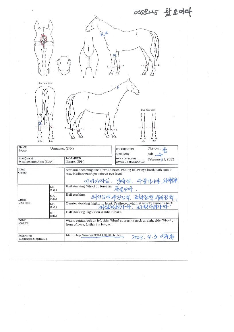 ¿Ô¼ÒÀÌ´ÙÀÇ Ãø¸é,¿ì¸é,µÞ¸é,µÎ»ó,´Ù¸®ÀÇ Æ¯Â¡µµÇØ