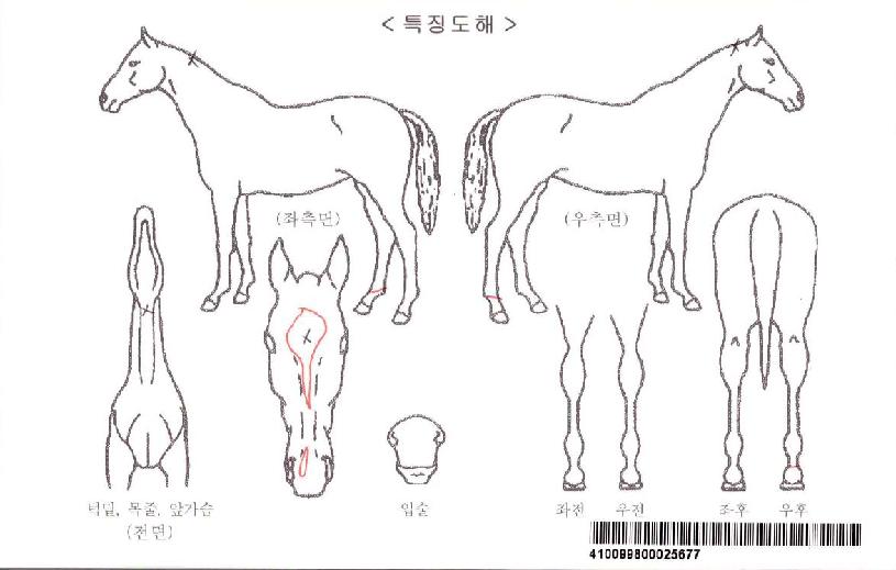 ´ÙÀ̾ÆÂù½ºÀÚ¸¶ÀÇ Ãø¸é,¿ì¸é,µÞ¸é,µÎ»ó,´Ù¸®ÀÇ Æ¯Â¡µµÇØ