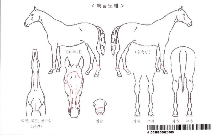 ȲÈĸ¶¸¶ÀÚ¸¶ÀÇ Ãø¸é,¿ì¸é,µÞ¸é,µÎ»ó,´Ù¸®ÀÇ Æ¯Â¡µµÇØ